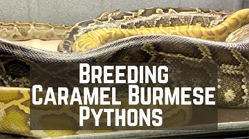 BURMESE PYTHON BREEDING