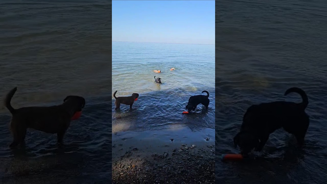 80° in October? The dogs aren't complaining! 🐕🌊
