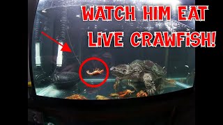 Kill Kount:The State Record Snapping Turtle EATS Live Crawfish! Wait for 4:20...
