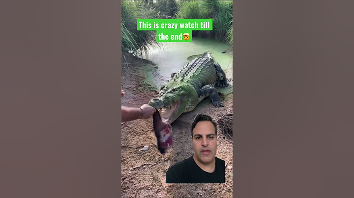 Massive Crocodile loses a tooth!😱#Crocodile #crocodiles#Tooth #Shorts