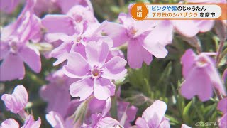 ピンクや紫のグラデーション…シバザクラが見ごろ　三重・志摩市観光農園