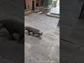【Thai❤Cat House】Good morning, gray cat! 13Jan2022 #shorts #cat #แมว #ネコ