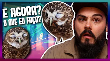 O que fazer ao encontrar uma coruja?