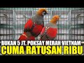 MIRIS ! TAHUN LALU HARGA 5 JUTA, SEKARANG BURUNG IMPORT SEMEWAH INI CUMA RATUSAN RIBU DIKIOS PRAMUKA