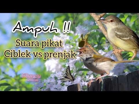 Ampuh !! Suara pikat ciblek vs prenjak #ciblek #cisem #prenjaklumut