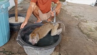 Download Lagu TEMON (the monkey with the stump of a hand) plays in the water with JONI (the blind monkey) 👏👏👏 MP3