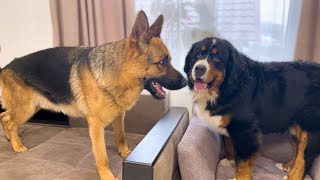 What the Friendship of the Bernese Mountain Dog and the German Shepherd looks like