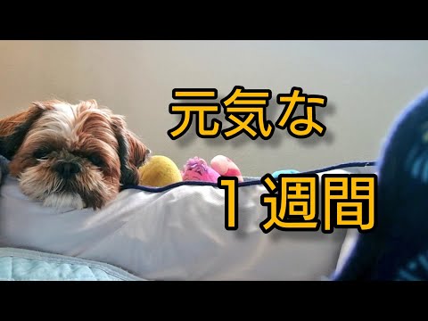 ワン week 🐶シーズー犬のｵﾚはな、ちろ
