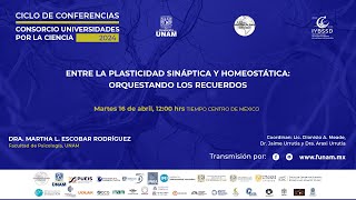 ENTRE LA PLASTICIDAD SINÁPTICA Y HOMEOSTÁTICA: ORQUESTANDO LOS RECUERDOS