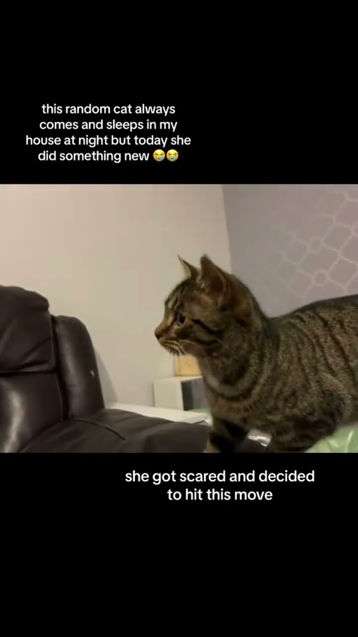 Ever seen a Kittyo hit the prvnci during a vibe