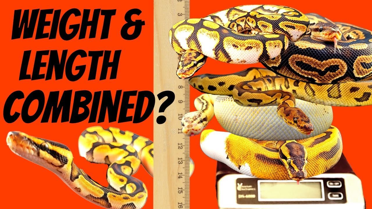 Should I Get A Ball Python As A Pet? – Reptilinks