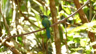 The great Jacamar of the Panamanian rainforests of Gamboa