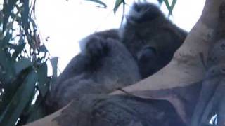 ANGRY KOALA