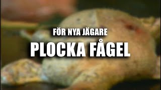 För nya jägare: Fågel - Plocka fågel