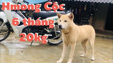 Chú Hmong Cộc Vàng Loại Siêu To Khủng Lồ Đẹp Nhất từ Trước Đến Nay| Cu Hải Chó Bản Địa Việt Nam