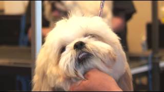 How to Groom a ShaggyHaired Dog Around its Eyes : Dog Grooming