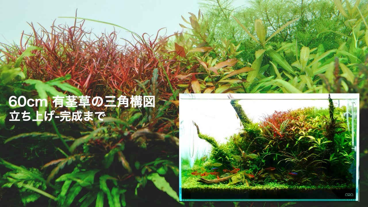 八海石 約16cm アクアリウム 石が5種類、木が2種類。 あと霧吹きが入荷しております。 ジャ
