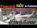 03314268317 | peacock for sale | blue shoulder peacock | black shoulder peacock &amp; chicks