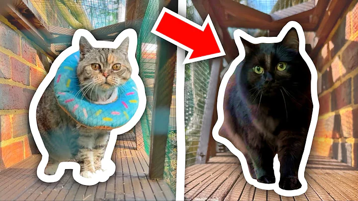 I Built A TUNNEL NETWORK For My Cats