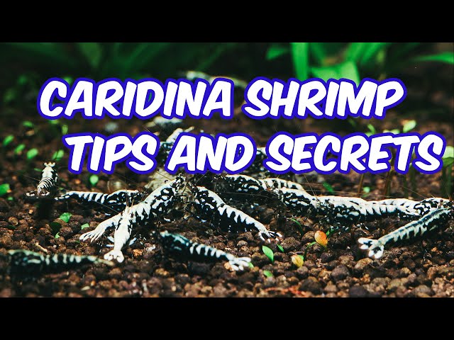 New tips and secrets for breeding and keeping caridina shrimp in 2024 class=