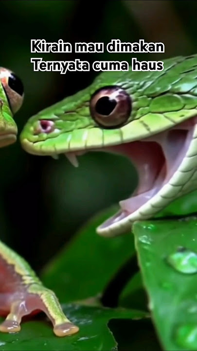 mata yang cantik #ularbesar #fypviral #fypage #fypyoutube #snake #viralvideo