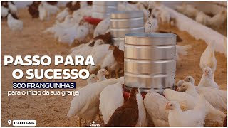 O início de uma GRANJA DE SUCESSO: entrega de 800 FRANGUINHAS POEDEIRAS