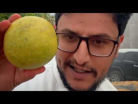 تجربة الحنظل تجارب لاحق