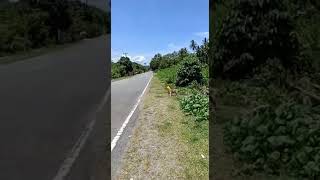 Anjing Terperangkap Sdanahsapa Mo Help