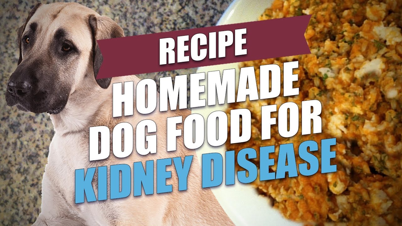 40 Can Dogs Survive Kidney Failure Home