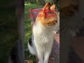 Beautiful tri color cat waiting to be petted 🐾✨ #cat #cutecat #straycatlove #cute #cutecats #meow