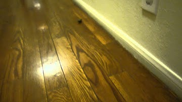 Hexbug Nano Robot Cockroach Ipis