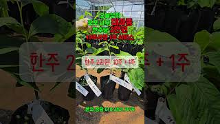 포포 대과종 한주당 2만원 , 10주사면 1주 서비스 #포포나무#포포대과종#포포열매#포포가격#포포#대과종포포#경북포포#경산포포#경산농원#포포묘목 #경산농원