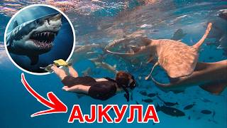 картинка: Пливав со Ајкули на Малдиви!