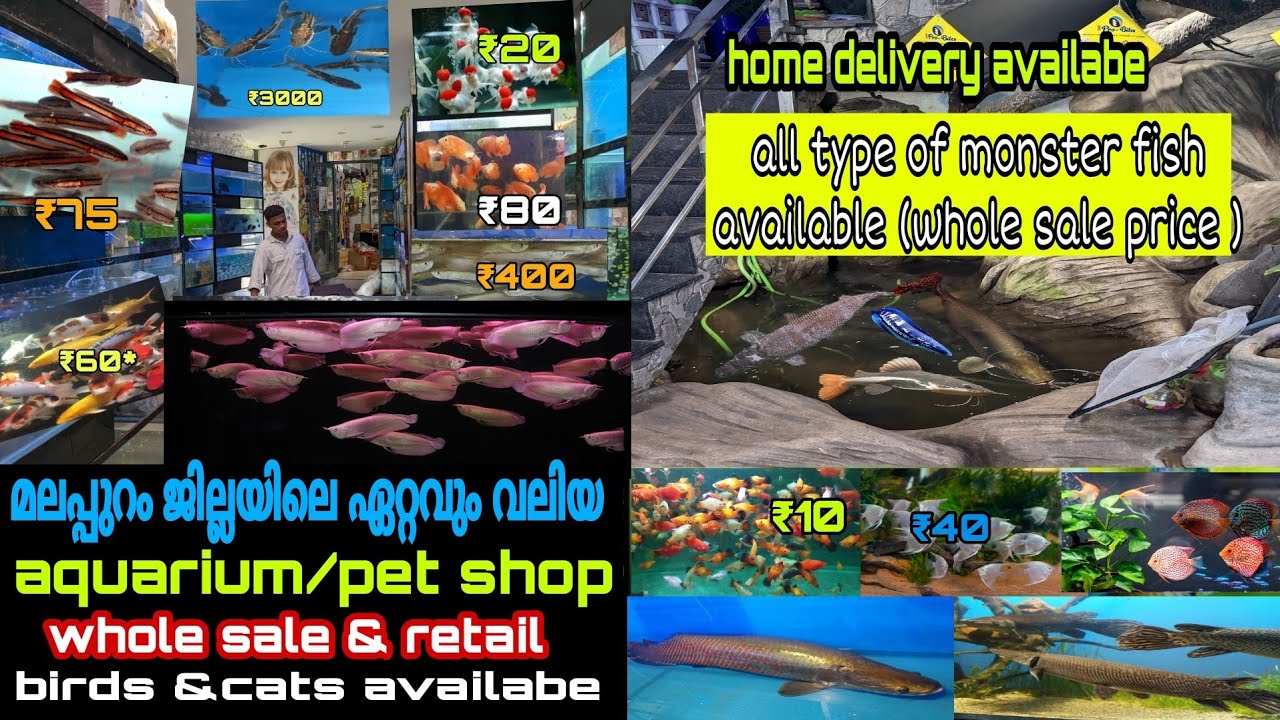 മലപ്പുറം ജില്ലയിലെ ഏറ്റവും വലിയ aquarium shop | whole sale വിലക്ക് എല്ലാമീനുകളും | monster fish sale