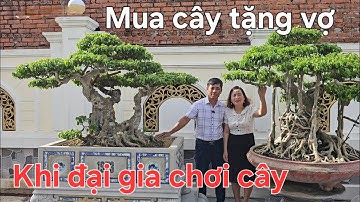 Chiêm ngưỡng vườn cây rất đẹp của anh Dũng ở Thái Bình 