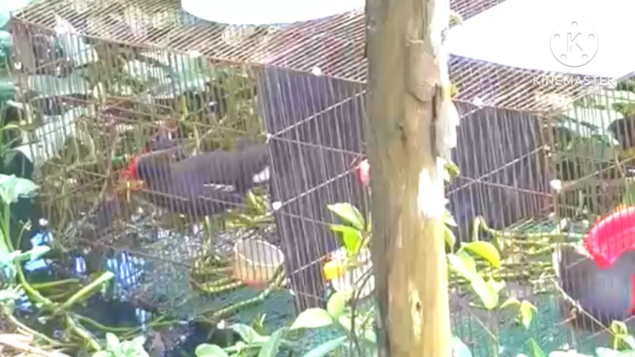 Trích ré la hét năm  2025