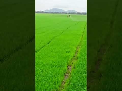 Video: Rižino polje. tehnologija uzgoja riže