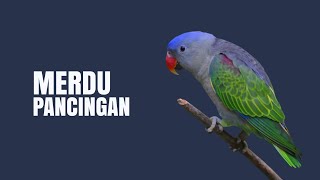 PANCINGAN MERDU : Suara Pikat Burung Nuri Tanau (100% Ampuh)