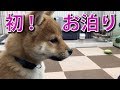 豆柴の仔犬ふく、初めてのお泊り！ #13