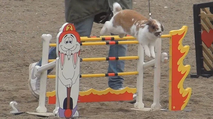 Bunny Jumping competition in Sweden