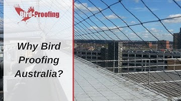 Why Bird Proofing Australia? - Brisbane, Sydney, Melbourne, Darwin