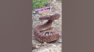A large rattlesnake gives a very loud final warning ⚠️