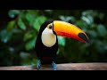Le mystre du bec du toucan expliqu