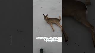 نجات آهو‌ها در دریاچه‌های یخ‌زده سیبری