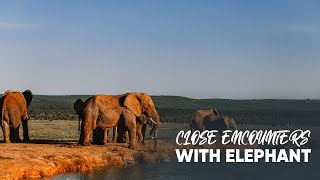 Elephant Encounters: Close Encounters with Giants | NatureLax