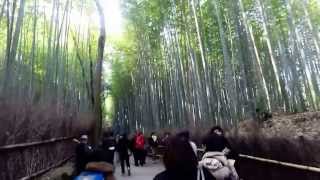 Life in Kyoto: Sagano Bamboo Forest