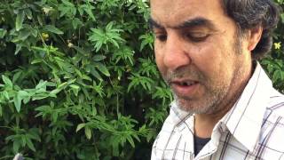 طريقة زراعة و اكثار نبات الياسمين الشتوي ـ مع المعلم حسن ـ bouturer le jasmin dhiver