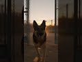 The Reunion That Stopped Time #warveteran #k9unit #loyalty #viralvideo #army #viral #short