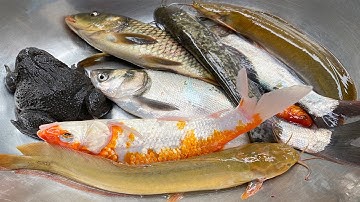 Kem Chanel ra ao bắt cá gặp một con vịt, cá vàng bơi, cá sấu to, cá chim, cá chép khổng lồ, cá trê.