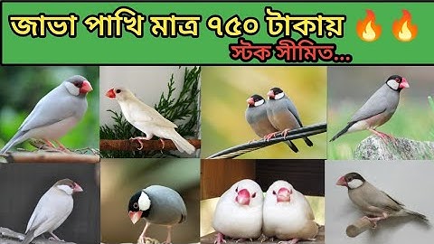 জাভা পাখির দাম ২০২৫|Java Bird Price in Bangladesh 🔥